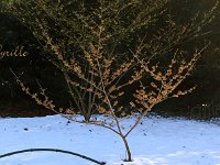 Hamamelis Cyrille 2015 02 07 3117